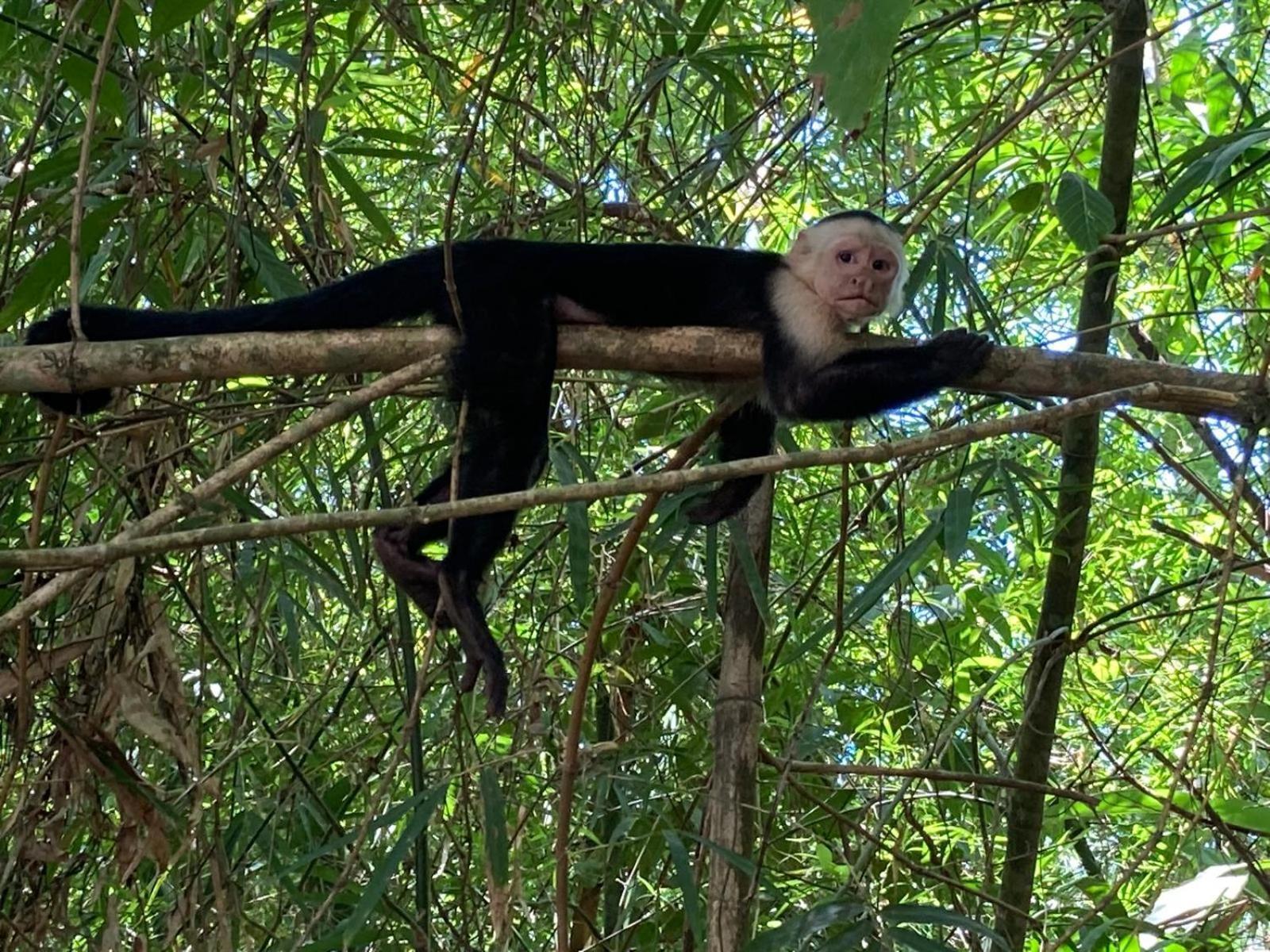 Hotel Corcovado & Drake 3*
